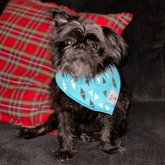 The Rosie Rue Dog Bandana! - Picture 4 of 5